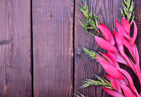 Rosa blomst av Billbergia på en brun treflate – stockfoto