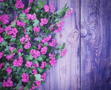 alıç Pembe çiçek ve yeşil yaprakları ile 