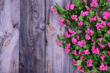 alıç Pembe çiçek ve yeşil yaprakları ile 