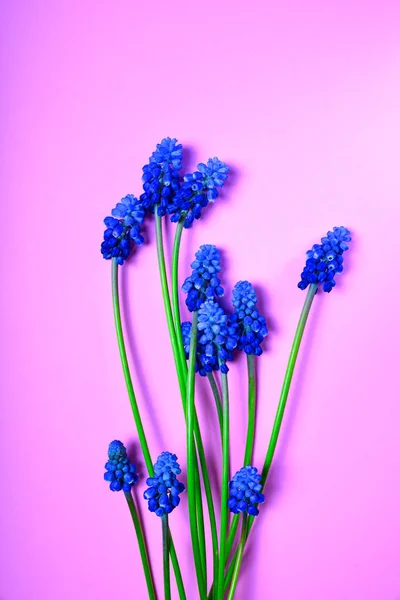 Flores azules de primavera sobre una superficie rosa —  Fotos de Stock