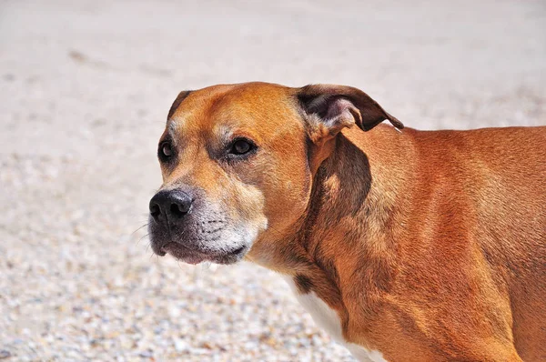 Retrato de um pit bull terrier americano vermelho — Fotografia de Stock