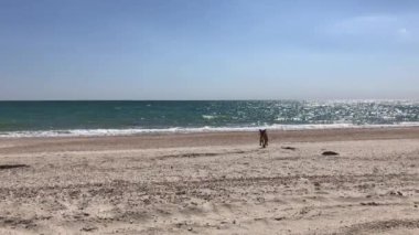 kötü kırmızı Amerikalı çukur boğa korkunç 