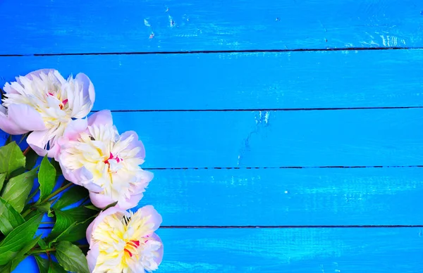 Mavi ahşap arka plan üzerinde üç pembe peonies — Stok fotoğraf