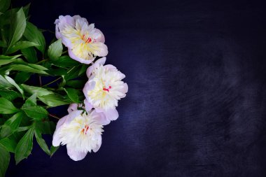 Üç beyaz peonies siyah bir zemin üzerine