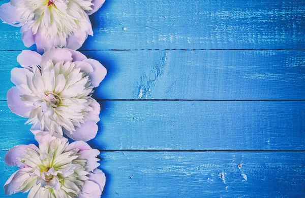 青い木製の背景に 3 つのピンク牡丹 — ストック写真