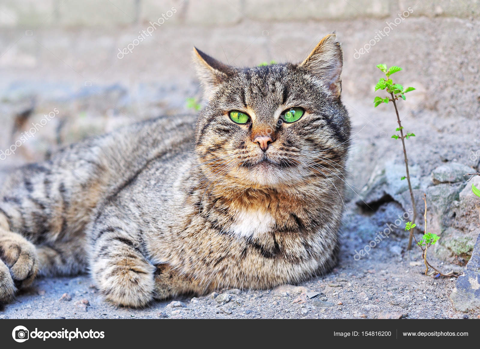 Chat Gris Aux Yeux Verts Se Trouve Sur Le Terrain