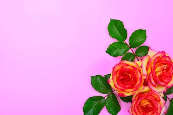 Três rosas amarelas com folhas verdes — Fotografia de Stock