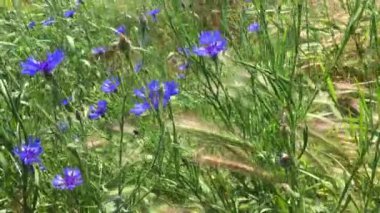 Mavi Peygamber Çiçeği kır çiçekleri rüzgarda oynat