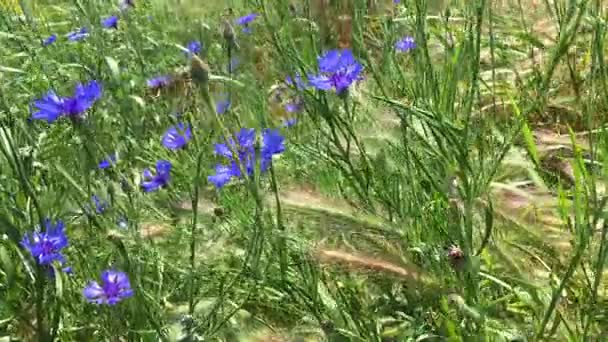 Bleuet bleu fleurs sauvages se tortillent dans le vent 