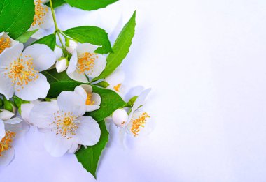 Beyaz Yasemin çiçek şube