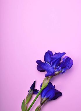 pembe bir yüzey üzerinde mavi iris