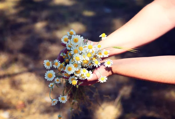 人間の手でフィールド ホワイト デイジーの花束 — ストック写真
