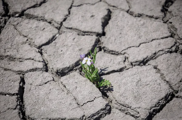 Flower grows in a crack — Stock Photo, Image