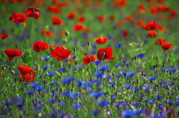 Field with red poppies and blue cornflowers — Stock Photo, Image