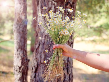Alan chamomiles kadın elinde bir buket 