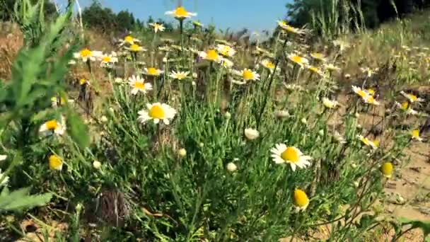 Arbusto de manzanillas de campo blanco — Vídeo de stock