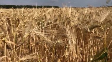 Olgun kulakları buğday bir yaz