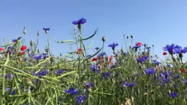Peygamber ve mavi gökyüzü karşı kırmızı haşhaş