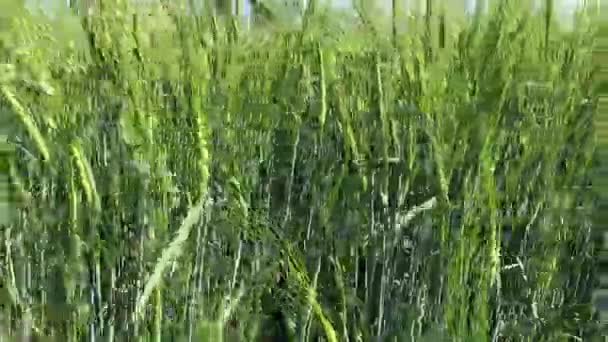 Oreilles vertes de blé, champ agricole 