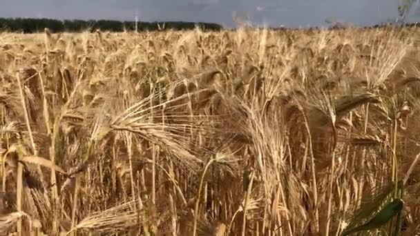 Rijpe oren van tarwe op een zomer — Stockvideo