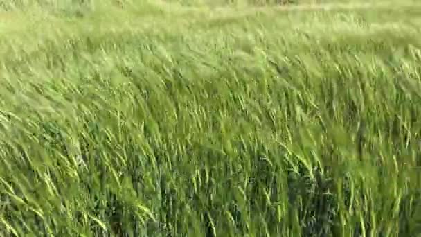 小麦、農業分野の緑耳 — ストック動画