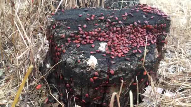 Kolonie roter Käfer auf einem Baumstumpf — Stockvideo