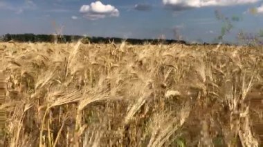 olgunlaşmış buğday başakları 