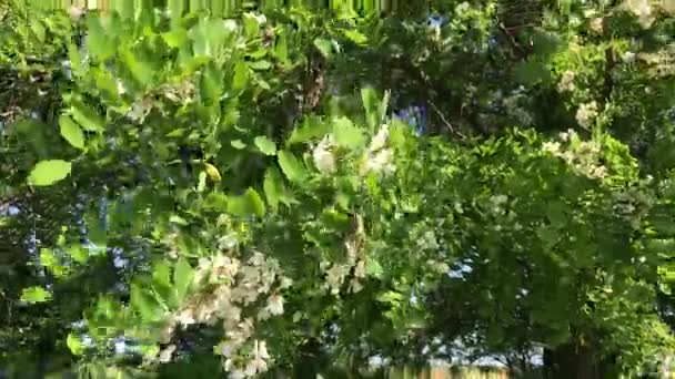 Árboles de acacia con flores — Vídeo de stock