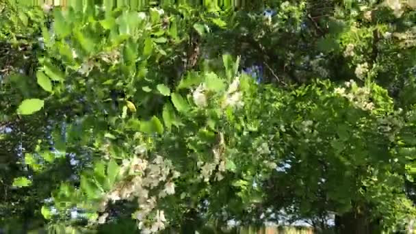 Acacias en fleurs 