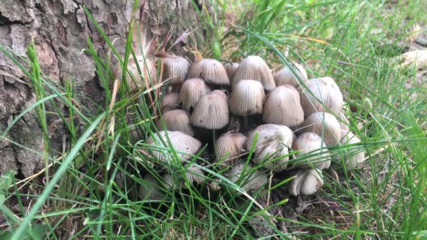 Poisonous mushrooms grow under a tree — Stock Video