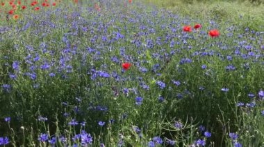 Mavi Peygamber ve haşhaş alanla