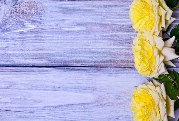 Çiçek tomurcukları sarı bir gül — Stok fotoğraf