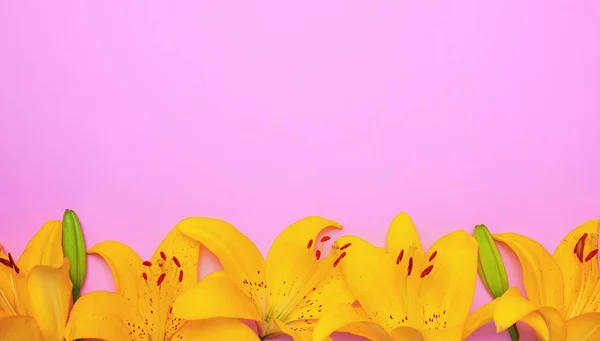 Brotes de flores amarillas de un lirio —  Fotos de Stock