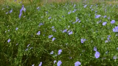 Keten mavi çiçekler ve vahşi bozkır içinde yeşil sapları ile uzun ömürlü