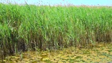 Göl kenarındaki yeşil sazlık