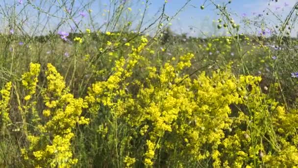 Gelbe blühende Wildblumen an einem Sommertag — Stockvideo