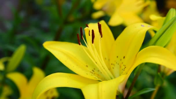 Giglio giallo con stami marroni — Video Stock