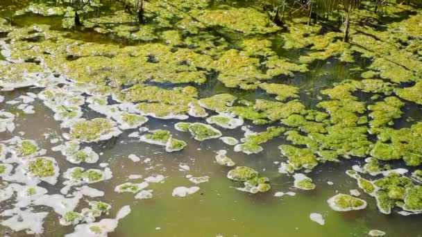 Grüner Wasserlinsen im Teich — Stockvideo