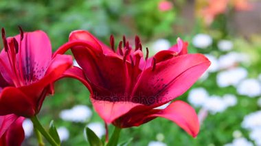 koyu kırmızı lily