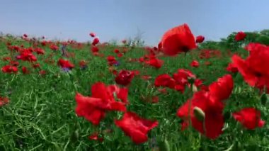 Mavi gökyüzüne karşı kırmızı haşhaş alanla