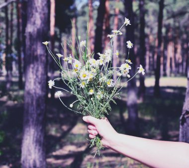 çiçek açması beyaz papatya kadın elinde bir buket 