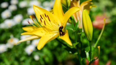 Hornet üzerinde sarı zambak nektar toplar