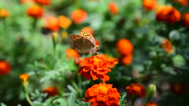 Vlinder urticaria zit op een bloem — Stockvideo
