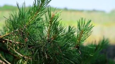 Bulanık bir arka plan üzerinde bir çam ağacının dalını 