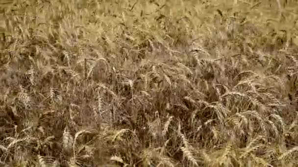 Rijpe oren van tarwe zwaaien in de wind — Stockvideo