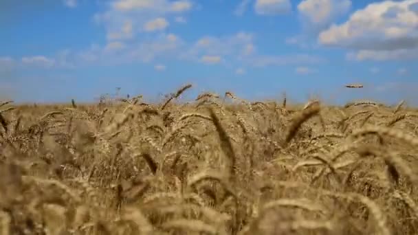 Пшеничне поле зі стиглими вухами пшениці — стокове відео