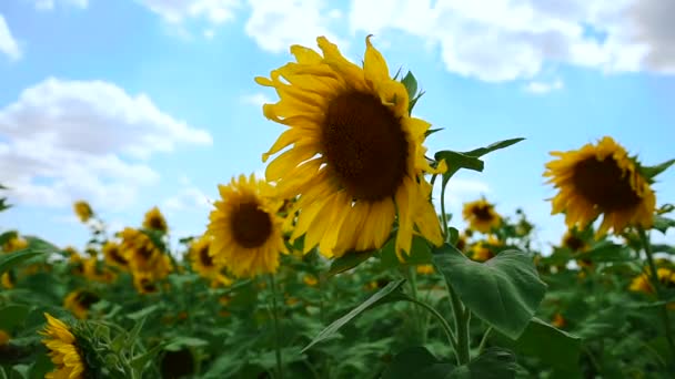 Campo de girasoles florecientes — Vídeos de Stock