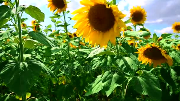 Gebied van bloeiende zonnebloemen tegen de blauwe hemel — Stockvideo