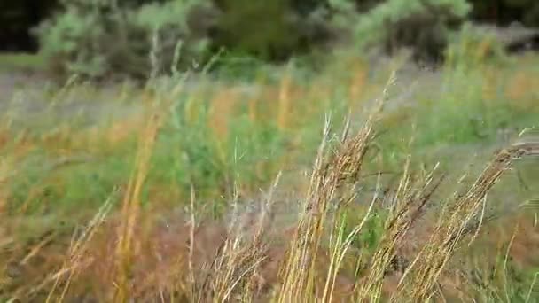 Stäppen fjäder gräset — Stockvideo