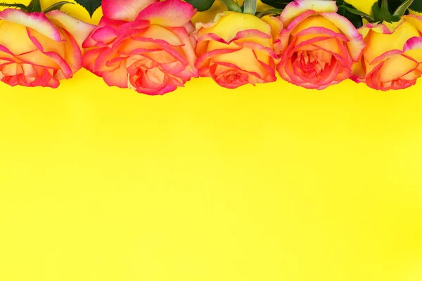 Çiçek tomurcukları sarı kırmızı gül — Stok fotoğraf